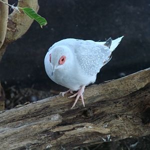 Speckled Pigeon