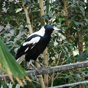 Australian Singing Crow