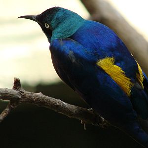Royal Starling