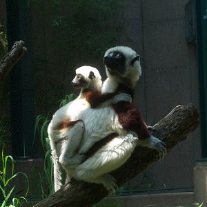 Mom & Baby Sifaka