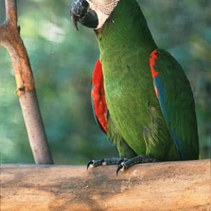 severe macaw, May 25, 2009