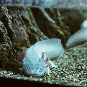 axolotl, May 25, 2009