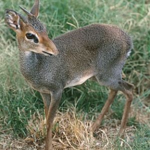 gunthers dik dik, May 25, 2009