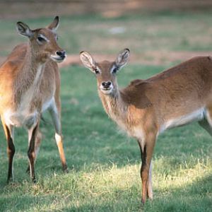 red lechwe, May 25, 2009