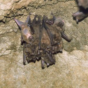 neotropical fruit bat, May 25, 2009