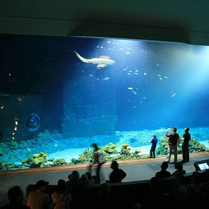 Tropen Aquarium 10