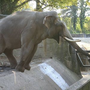 Hussein begging for apple