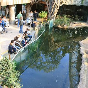 Orangutan house moat with otters