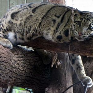 Clouded Leopard