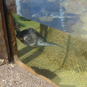 Sea Turtle