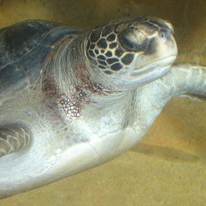 Sea Turtle