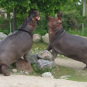 Hippos on a mission