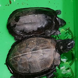 Siebenrockiella crassicollis