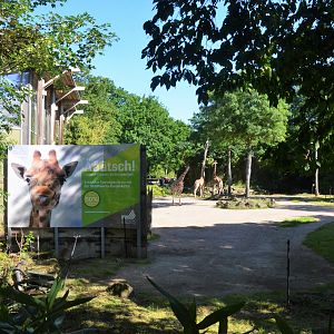 Giraffe Enclosure View from Outside the Zoo at Duisburg, 17/06/19