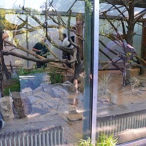 Lemur/Jumping Rat Housing at Duisburg, 17/06/19