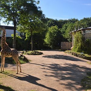 Reticulated Giraffe Enclosure at Duisburg, 17/06/19