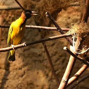 Village Weaver at Duisburg, 17/06/19