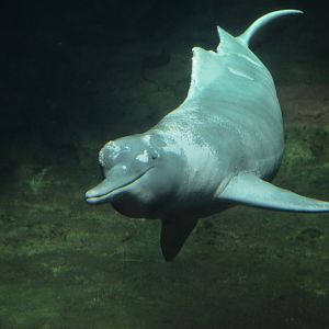 Orinoco River Dolphin at Duisburg, 17/06/19