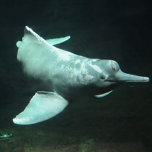 Orinoco River Dolphin at Duisburg, 17/06/19