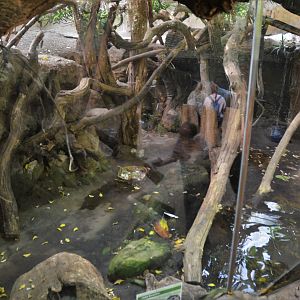 Paca/Caiman Lizard Mixed Exhbit at Duisburg, 17/06/19