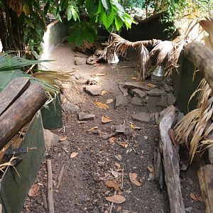 Red-footed Tortoise and Giant Cavy Enclosure in Rio Negro at Duisburg, 17/06/19