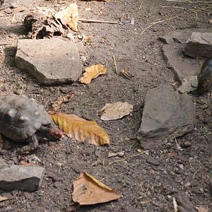 Red-footed Tortoise and Giant Cavy at Duisburg, 17/06/19