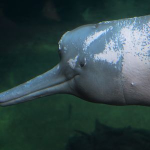 Orinoco River Dolphin at Duisburg, 17/06/19