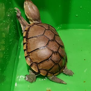 Kinosternon flavescens