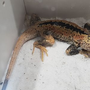 Phrynocephalus przewalskii