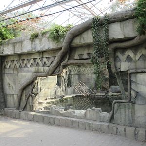 Tropical House - Spectacled Caiman Exhibit