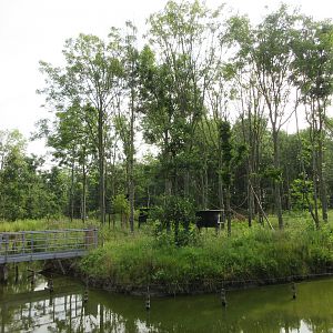 Tufted Capuchin Exhibit