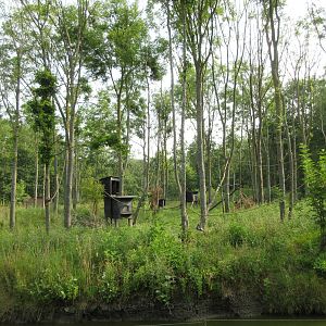 Tufted Capuchin Exhibit