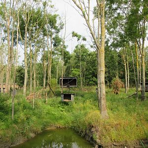 Tufted Capuchin Exhibit