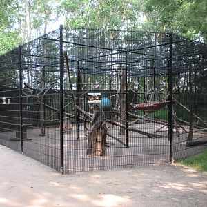 Barbary Macaque Exhibit