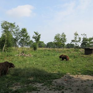 European Brown Bear Exhibit