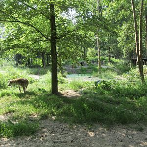 Spotted Hyena Exhibit