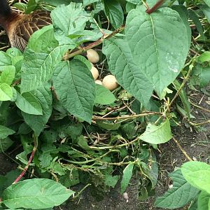 Black-faced whistling duck nest
