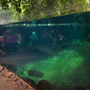 Rio Negro at Duisburg, 17/06/19