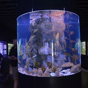 White-spotted Octopus Enclosure at Duisburg, 17/06/19