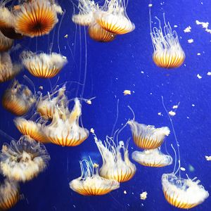 Japanese Sea Nettle at Duisburg, 17/06/19