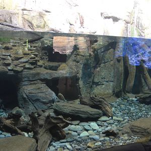 Chinese Giant Salamander Enclosure at Duisburg, 17/06/19