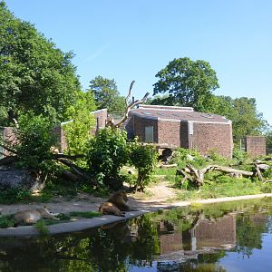 African Lion Enclosure at Duisburg, 17/06/19