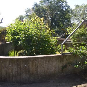 Dwarf Mongoose Enclosure at Duisburg, 17/06/19