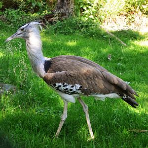Kori Bustard at Duisburg, 17/06/19