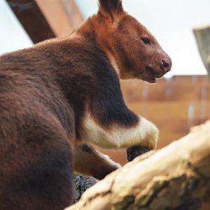 Goodfellow's Tree Kangaroo at Duisburg, 17/06/19