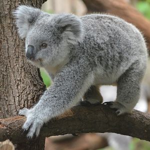 Queensland Koala at Duisburg, 17/06/19