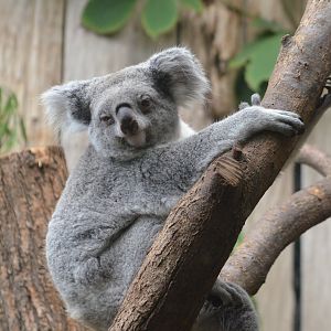 Queensland Koala at Duisburg, 17/06/19