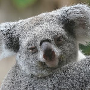 Queensland Koala at Duisburg, 17/06/19