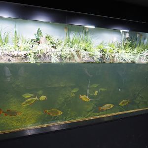 Limburg creek aquarium, 2019-03-30