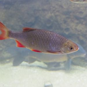 Rudd (Scardinius erythrophthalmus), 2019-03-30